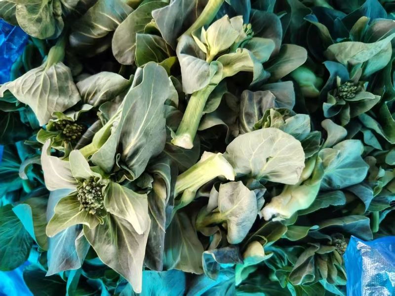 青菜苔江苏菜苔口感好价格实惠基地现采现发全国可发欢迎电联
