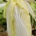 大娃娃菜黄心白菜南通白菜东台白菜产地种植价格实惠