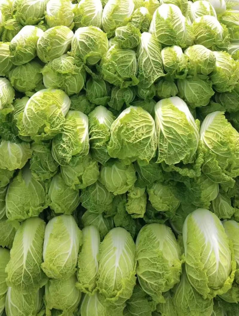 大娃娃菜黄心白菜南通白菜东台白菜产地种植价格实惠