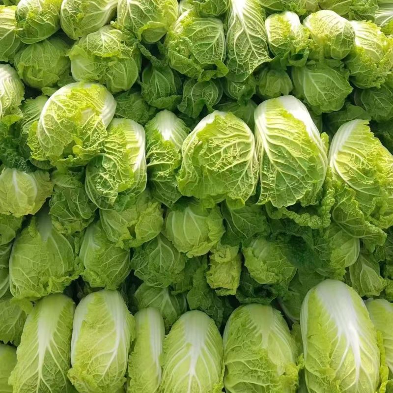 大娃娃菜黄心白菜南通白菜东台白菜产地种植价格实惠