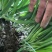 韭菜基地直发江苏韭菜南通韭菜基地欢迎老板联系价格实惠