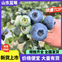 【山东蓝莓】蓝莓/L25L11F6等品种大量有货销