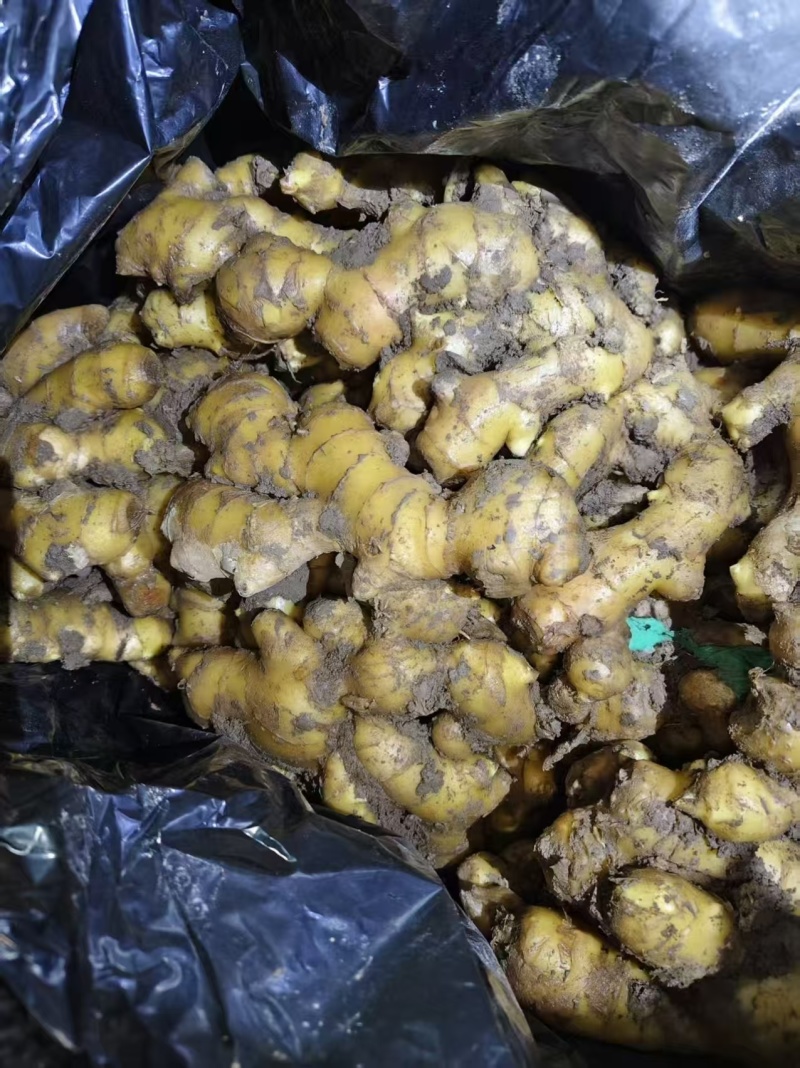 河南精品大黄姜源头种植/冷库存放/量大从优/可视频看货