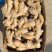 河南精品大黄姜源头种植/冷库存放/量大从优/可视频看货