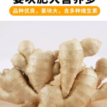河南精品大黄姜源头种植/冷库存放/量大从优/可视频看货