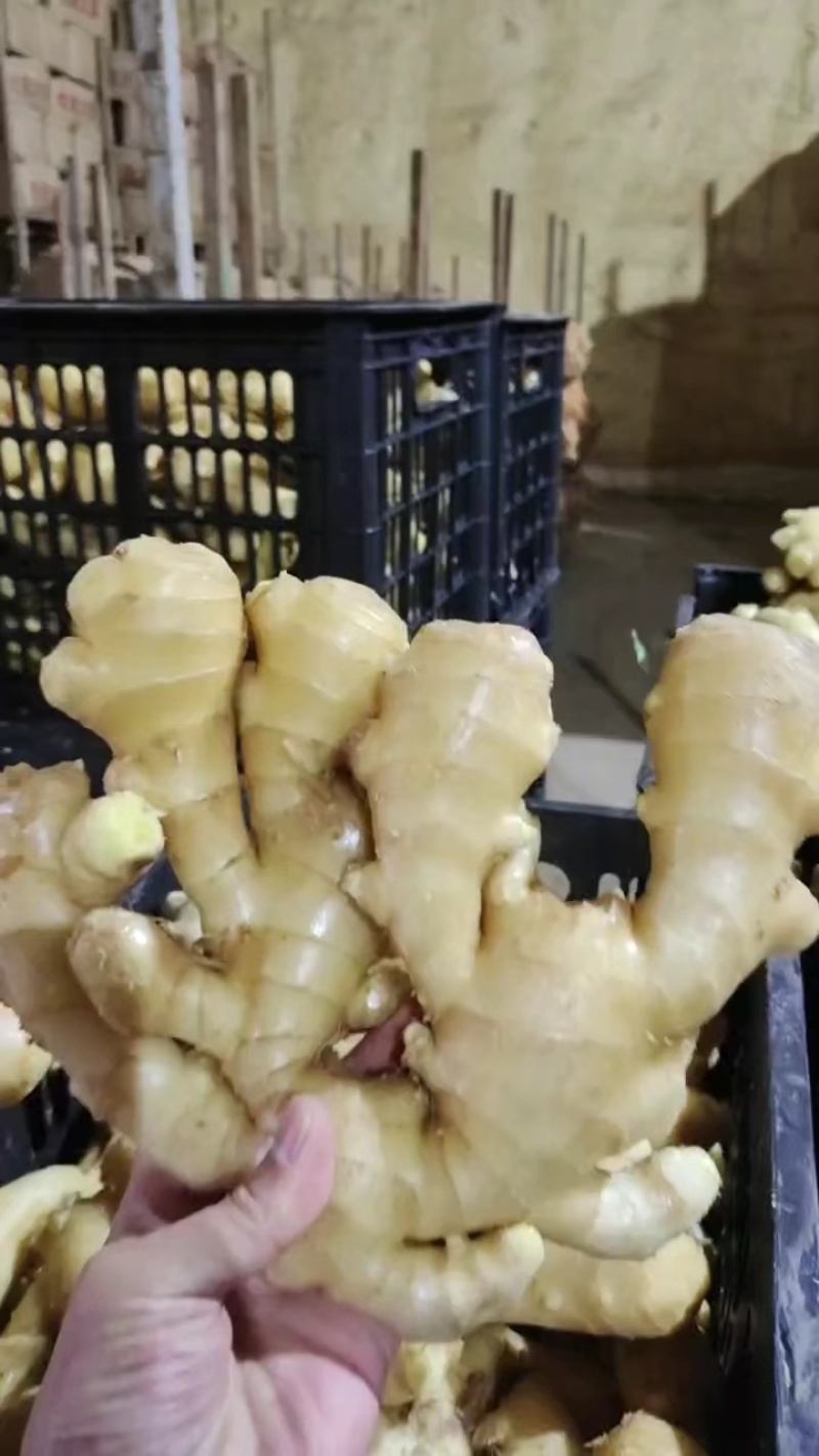 河南精品大黄姜源头种植/冷库存放/量大从优/可视频看货