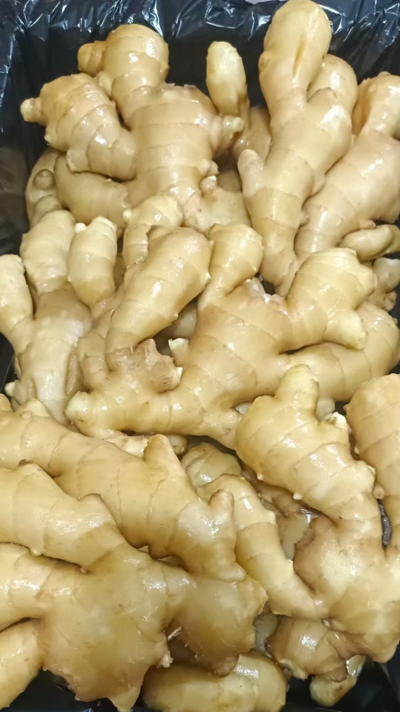河南精品大黄姜/源头种植冷库存放/量大从优/欢迎咨询