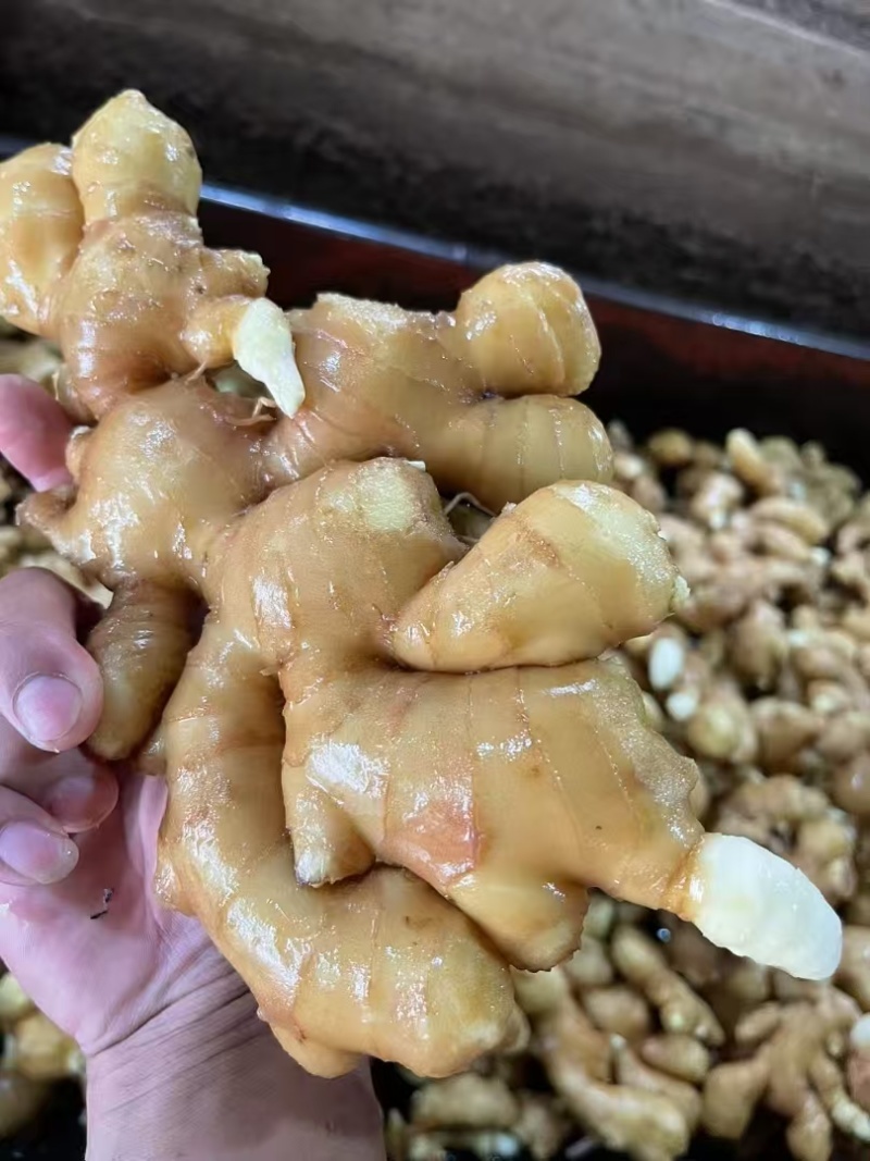 河南精品大黄姜/源头种植冷库存放/量大从优/欢迎咨询