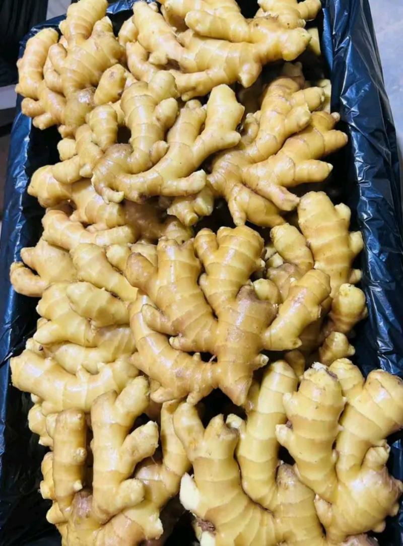 河南精品大黄姜/源头种植冷库存放/量大从优/欢迎咨询