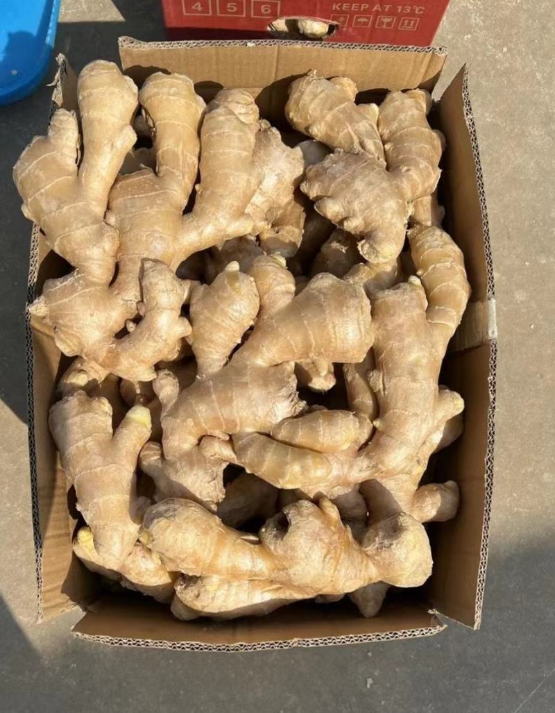 河南精品大黄姜/源头种植冷库存放/量大从优/欢迎咨询