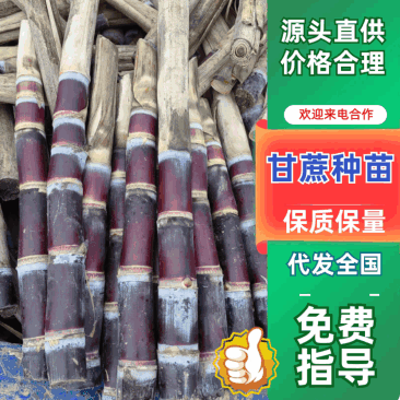 广西甘蔗种苗，基地直发，发芽率高，耐活，量大从优