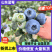 【山东蓝莓】精选山东蓝莓/L25L11F6优瑞卡现发