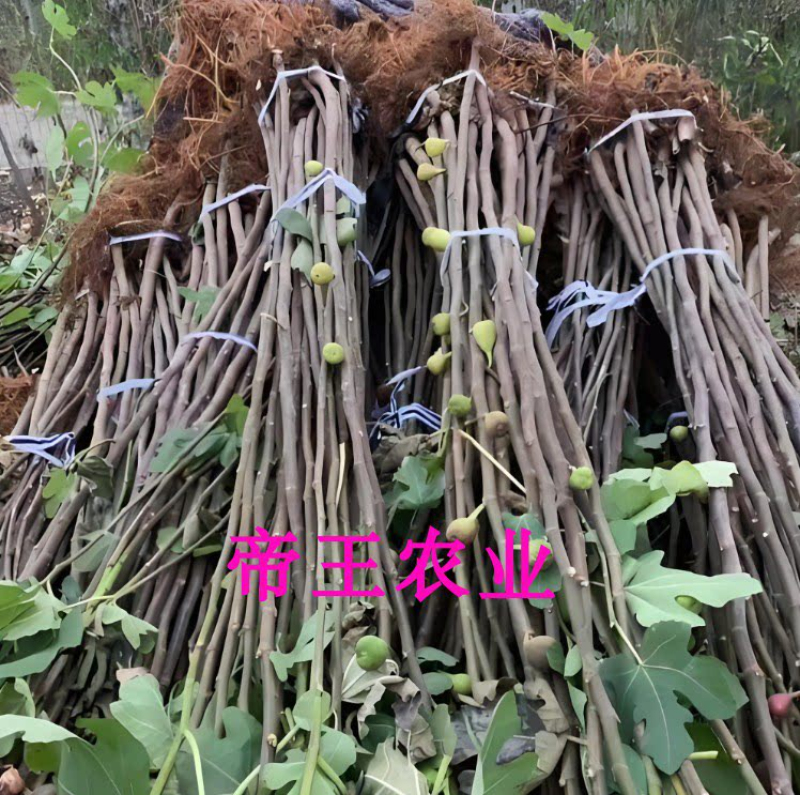 布兰瑞克无花果树苗大果耐寒品种基地现挖现发