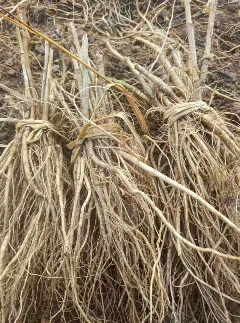 刺嫩芽苗种苗产地直发品质保证价格优惠量大从优