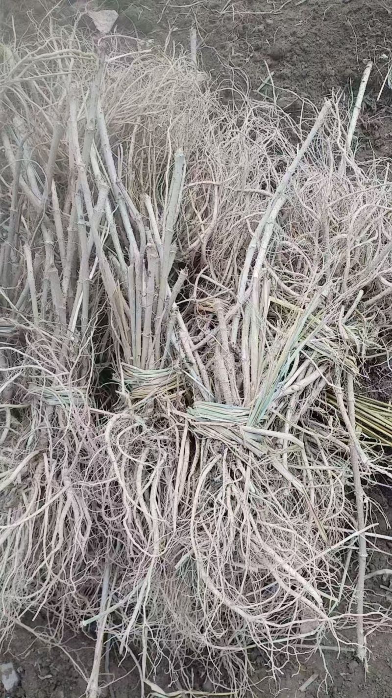 精品刺嫩芽苗一手货源产地直发价格优惠实力商家