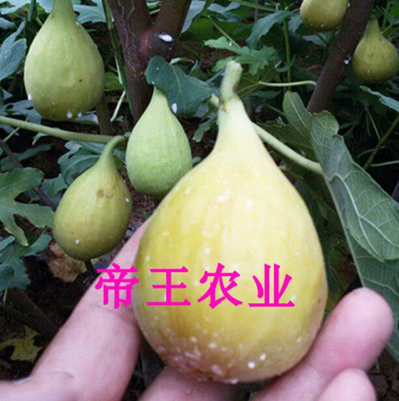 芭劳奈无花果树苗大果无花果苗基地现挖苗发货