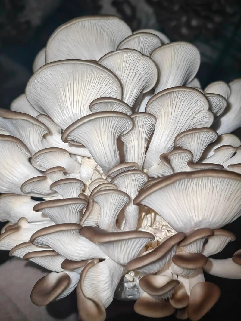 河北精品食用菌秀珍菇/量大从优/可视频看货/欢迎下单