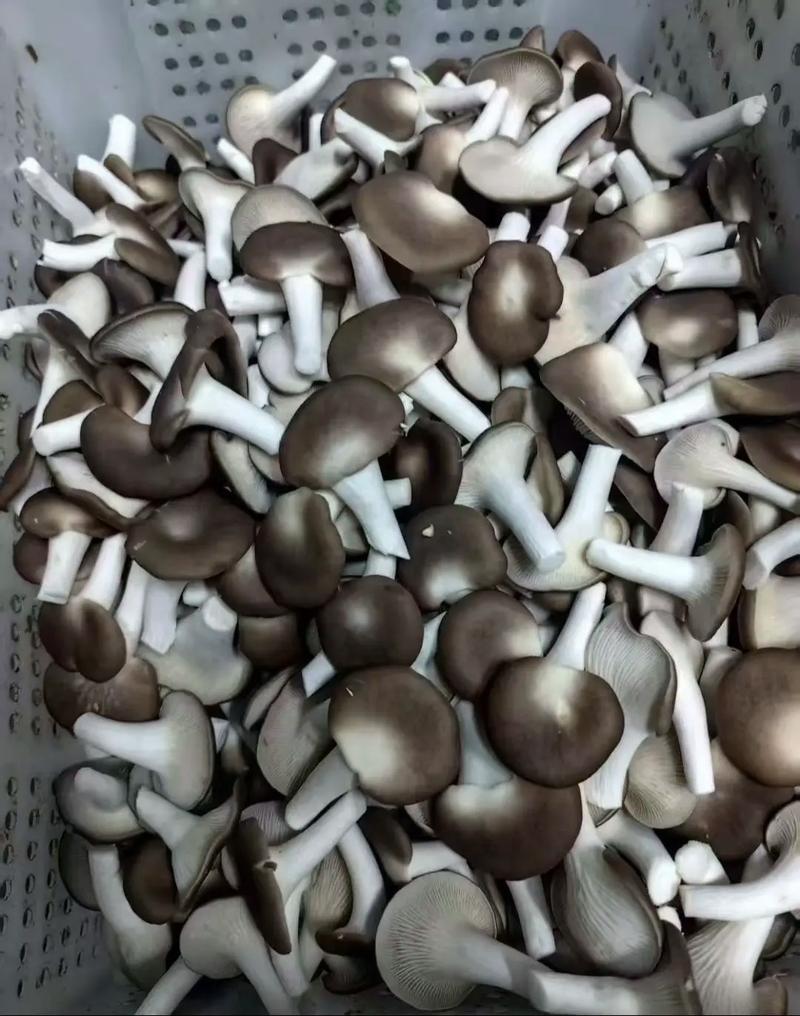 河北精品食用菌秀珍菇，诚信经营/产地直发/量大从优