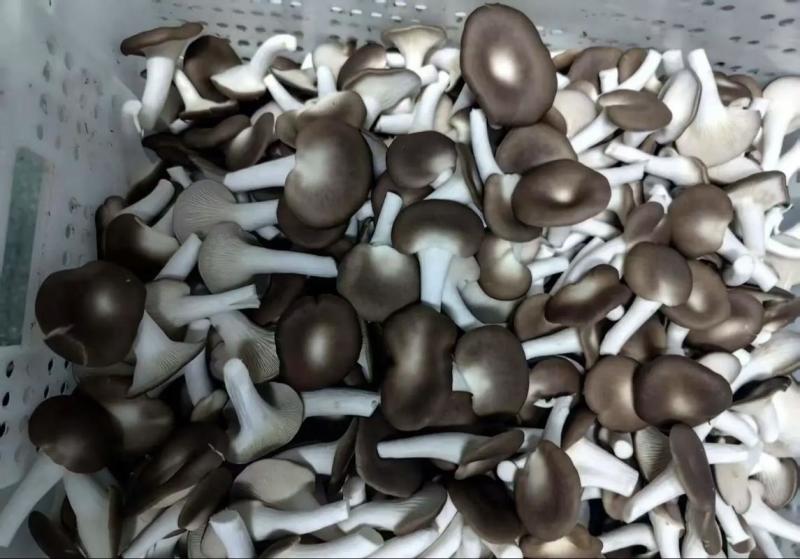 河北精品食用菌秀珍菇，诚信经营/产地直发/量大从优