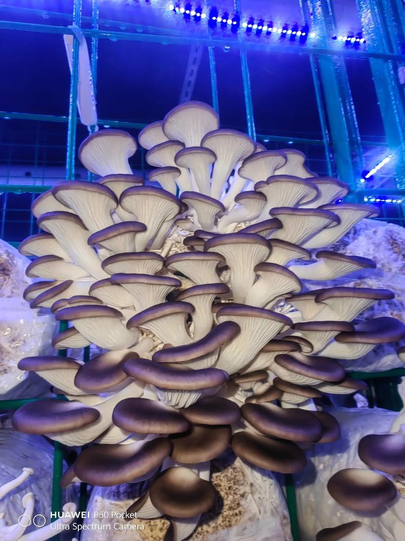河北精品食用菌秀珍菇，诚信经营/产地直发/量大从优
