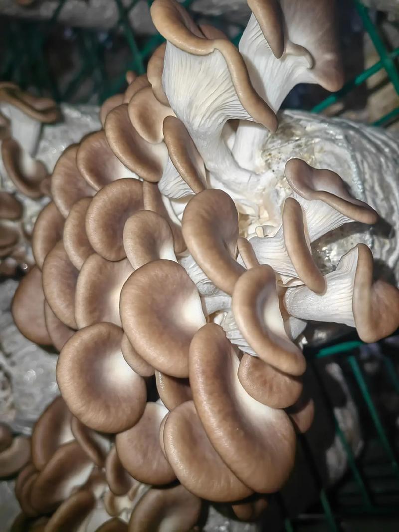 河北精品食用菌秀珍菇，诚信经营/产地直发/量大从优