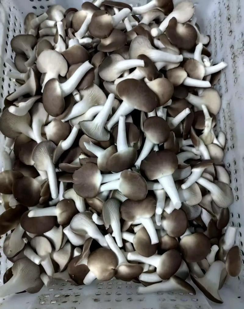 河北精品食用菌秀珍菇，诚信经营/产地直发/量大从优