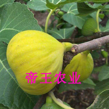 新疆早黄无花果苗耐寒抗冻早熟无花果树苗现挖发货