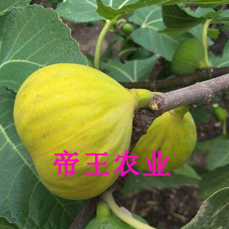 新疆早黄无花果苗耐寒抗冻早熟无花果树苗现挖发货