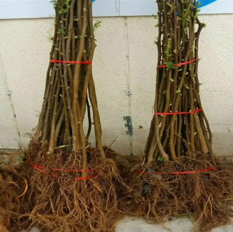 金傲芬无花果苗布兰瑞克波姬红早黄现挖发货