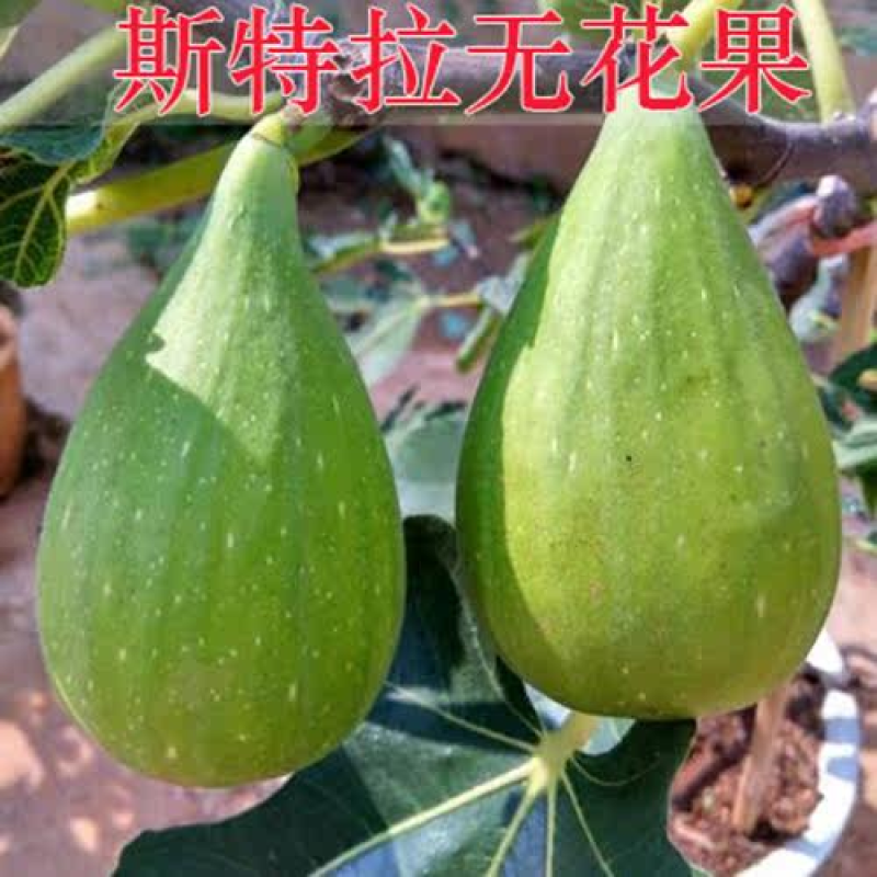 斯特拉无花果苗盆栽地址都可以新品种当年结果苗