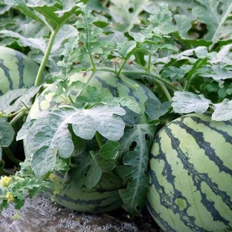 广东本地精品甜王西瓜/口感好/产地直发/量大从优一手货源