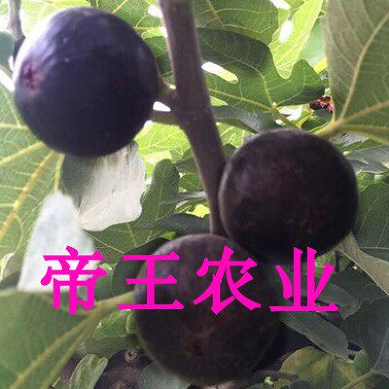 加州黑无花果苗基地直发正品保障盆栽地栽当年结果苗