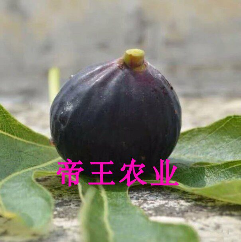 加州黑无花果苗基地直发正品保障盆栽地栽当年结果苗