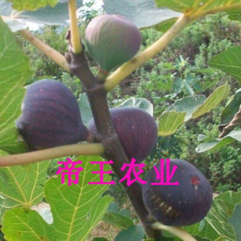 日本紫果无花果苗盆栽地栽无花果树基地现挖发货