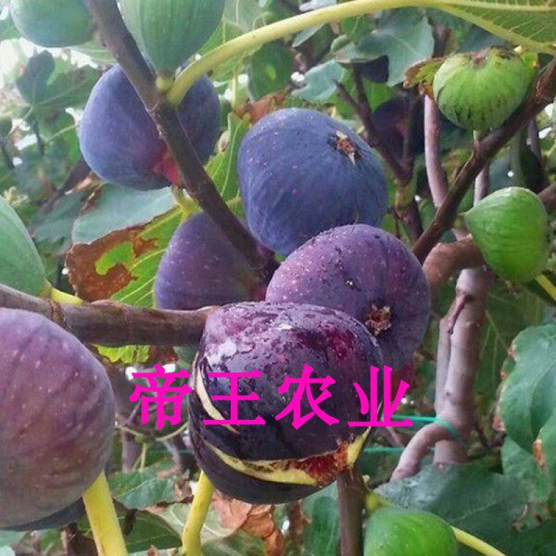 日本紫果无花果苗盆栽地栽无花果树基地现挖发货