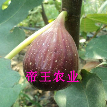 玛斯义陶芬无花果苗紫皮无花果树苗基地直发