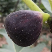 格莱斯无花果苗水蜜桃无花果树苗基地现挖苗发货