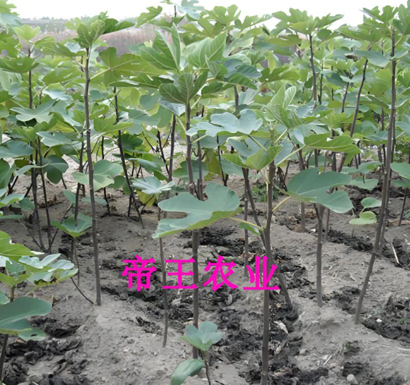 格莱斯无花果苗水蜜桃无花果树苗基地现挖苗发货