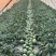 小糖丸西瓜广东西瓜基地直发保质保量价格实惠运输便利欢迎电