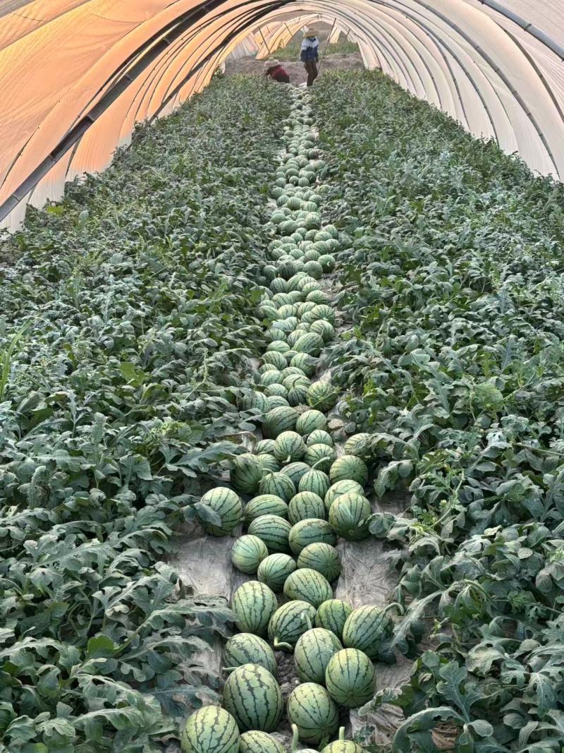 小糖丸西瓜广东西瓜基地直发保质保量价格实惠运输便利欢迎电