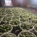 小糖丸西瓜广东西瓜基地直发保质保量价格实惠运输便利欢迎电
