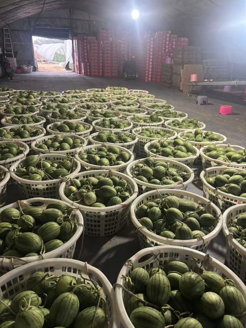 小糖丸西瓜广东西瓜基地直发保质保量价格实惠运输便利欢迎电
