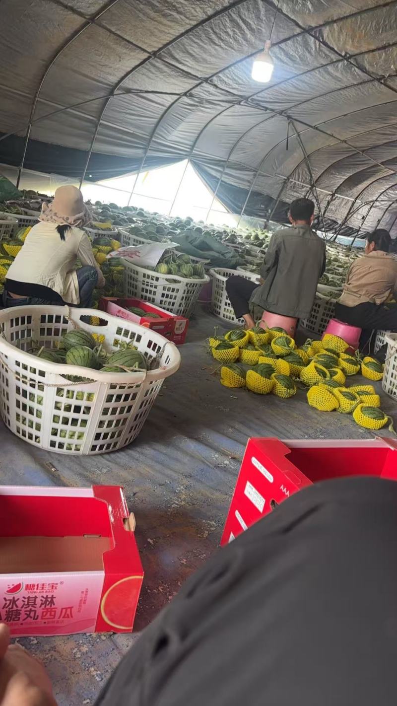 小糖丸西瓜广东西瓜基地直发保质保量价格实惠运输便利欢迎电