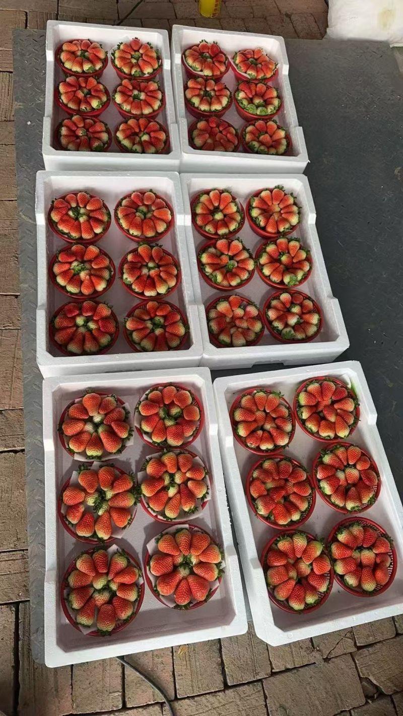 阜阳闻集天仙醉草莓优质鲜果大量现货果型饱满口感软糯香甜