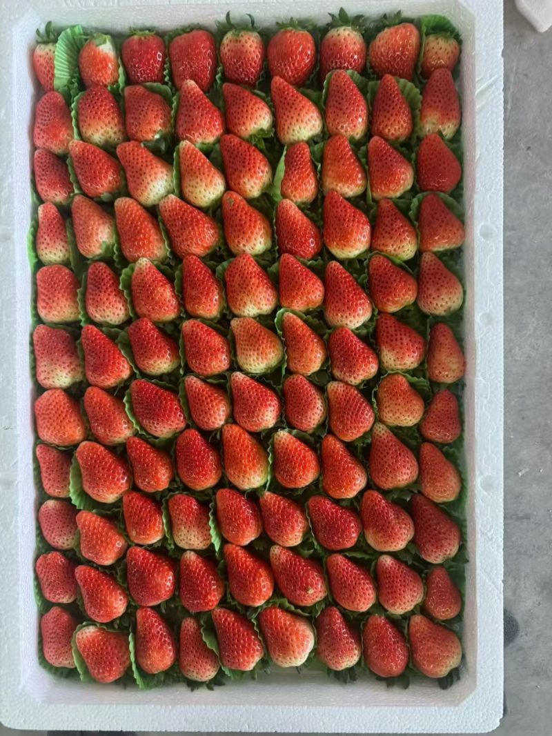 阜阳闻集天仙醉草莓优质鲜果大量现货果型饱满口感软糯香甜