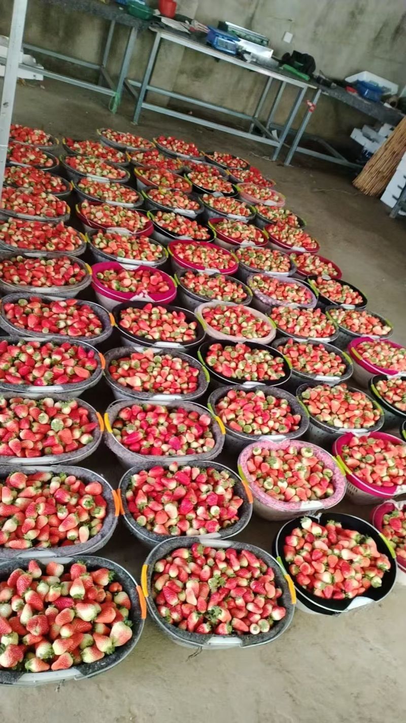 阜阳闻集天仙醉草莓优质鲜果大量现货果型饱满口感软糯香甜