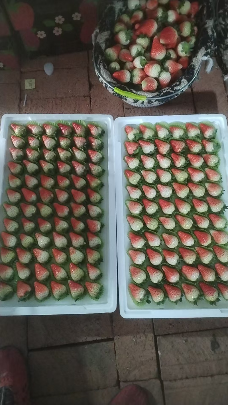 阜阳闻集天仙醉草莓优质鲜果大量现货果型饱满口感软糯香甜