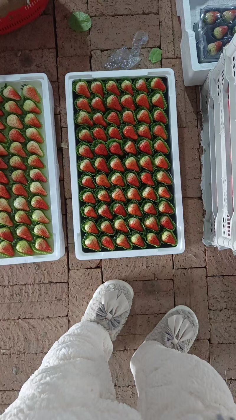 阜阳闻集天仙醉草莓优质鲜果大量现货果型饱满口感软糯香甜