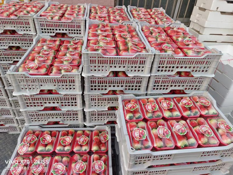 阜阳闻集天仙醉草莓优质鲜果大量现货果型饱满口感软糯香甜