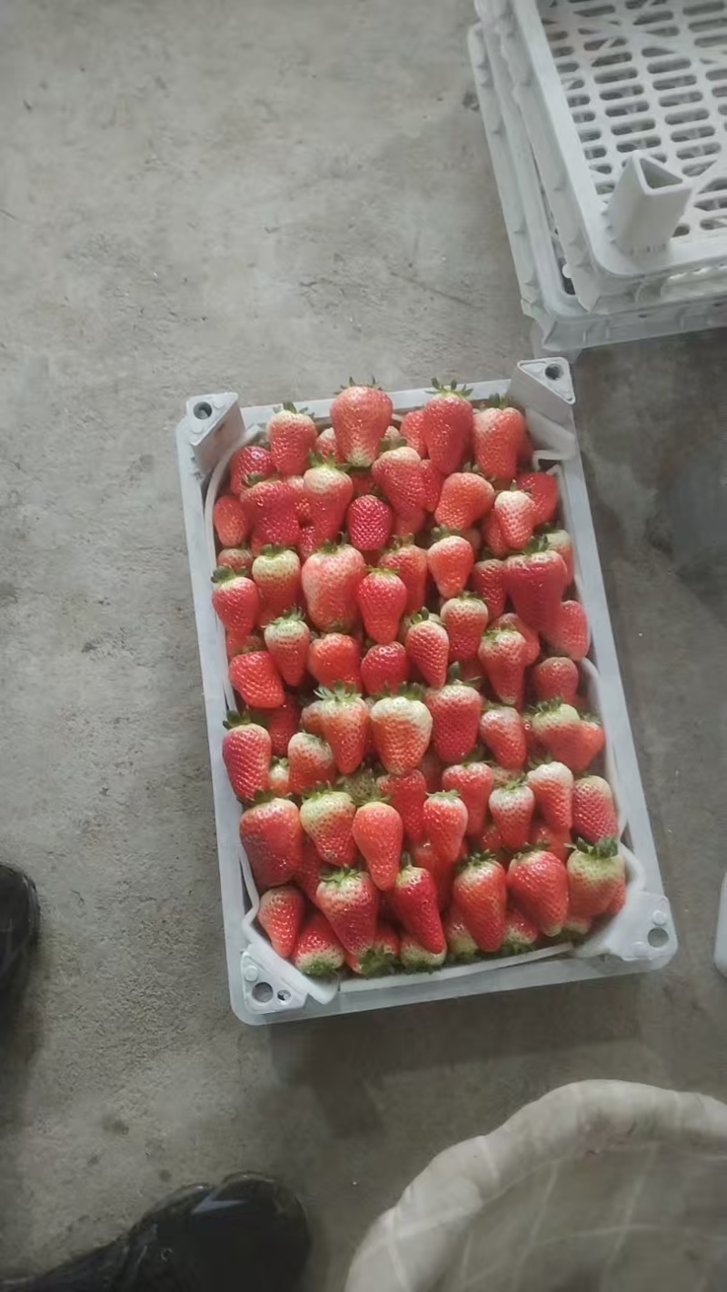 阜阳闻集天仙醉草莓优质鲜果大量现货果型饱满口感软糯香甜